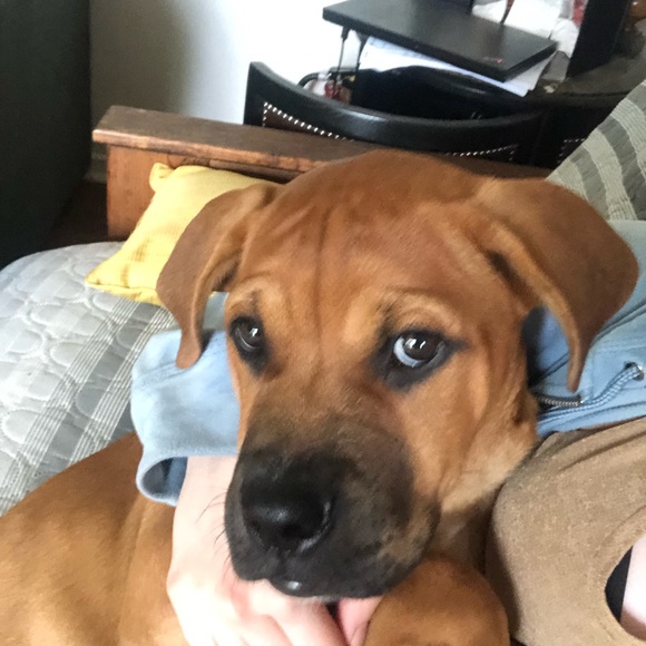 Corset style top, lace up sides - Picture 7 of 7